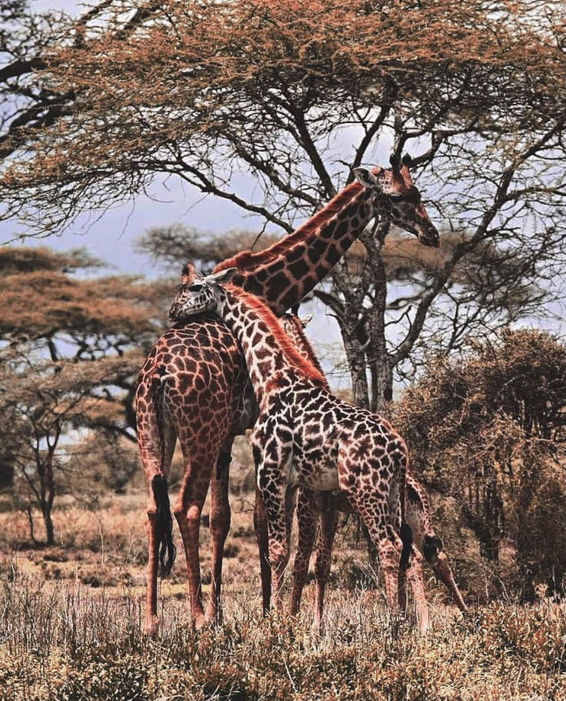 Save The Giraffes From Poaching And Extinction Salvare Foundation